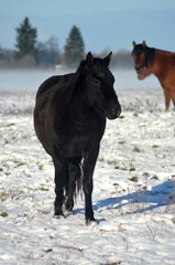Black horse walking in sunny winter day