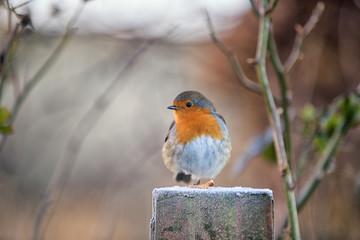 Robin perched on one leg on a cold frosty morning