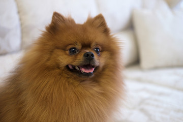 portrait of dog breed Pomeranian red color on the couch in the apartment