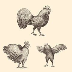 Hand drawn roosters and chickens