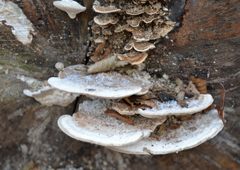 Pilze an altem Baumstamm mit Eis