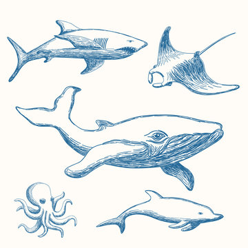 Hand drawn marine life set