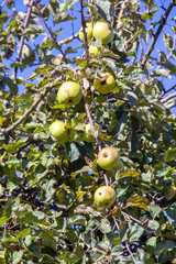 Pommes sur leur arbre