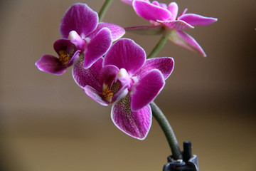 pink orchids