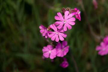 Fototapeta premium Purple flowers(macro)
