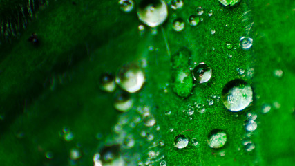 water on leaf(macro)