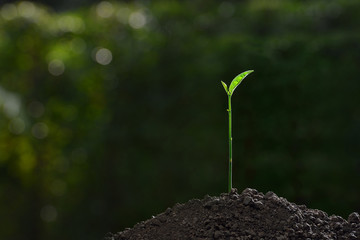 Young plant in the morning light