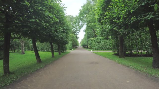 Alley in the Park in Peterhof