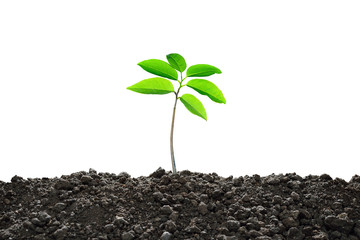 Young plant new life, isolated on white background