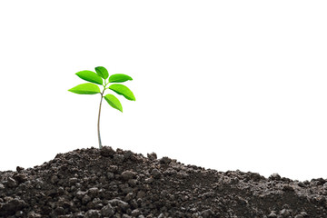 Young plant new life, isolated on white background
