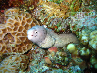Muräne