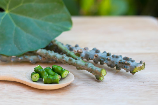 Tinospora crispa,heart leaved moonseed on wooden board