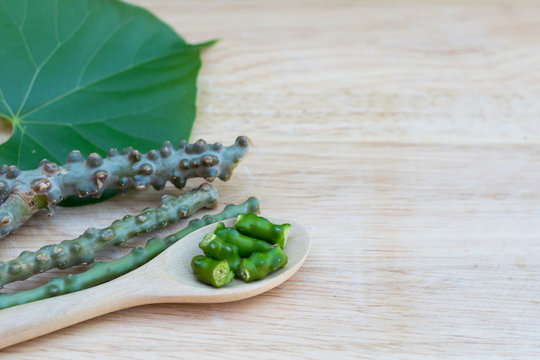 Tinospora crispa,heart leaved moonseed on wooden board with space for texture