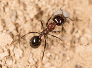 ant in nature. macro