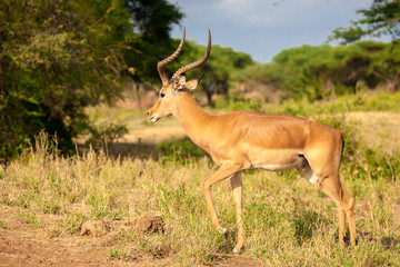 Naklejka na ściany i meble One atelope is standing, safari in Kenya