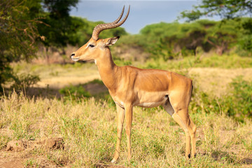 Naklejka na ściany i meble An antelope is standing in the savannah, Kenya