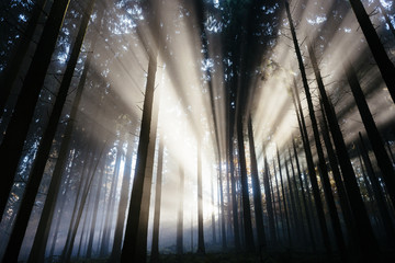 shafts of sunlight beaking throug the fog