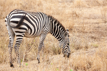 Fototapeta na wymiar Zebra eating grass, grassland of Kenya