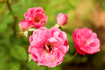 Fototapeta premium Mini Rosas