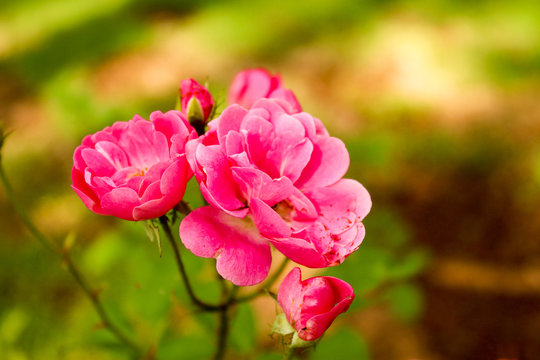 ROSITA 230-12