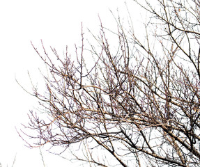 Fototapeta na wymiar tree branches on a white background