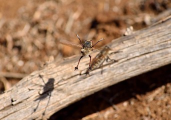 Courtship of two robber flies on a dry trunk
