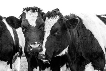 Cows Black and white looking at camera