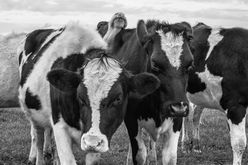 Cows Black and white looking at camera