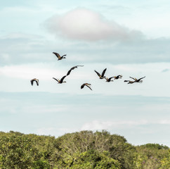 A flock of geese - Los Llanos, El Cedral, Venezuela, Latin America
