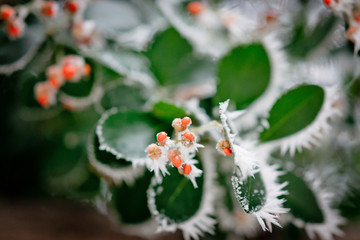 Winter trees in frost