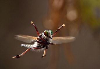 Aerial acrobatics of robber fly, mating courtship in flight
