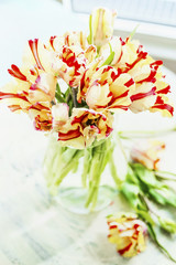 Fototapeta na wymiar Bright fresh tulips bunch making for glass vase at sunny spring day background