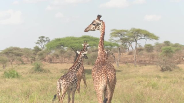 CLOSE UP: Group of wild giraffes walking across lush savannah grassland woodland