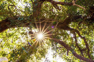 Obraz premium sun burst in the valley