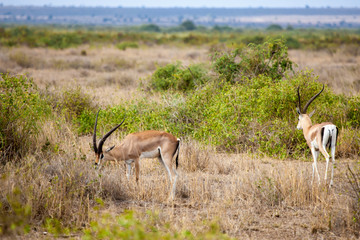 Naklejka na ściany i meble Two antelopes eating grass in the savannah of Kenya