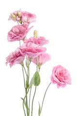 Naklejka na ściany i meble bunch of pink eustoma flowers isolated on white