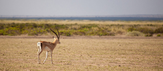 Antelope is walking away, scenery of the Kenyan savannah