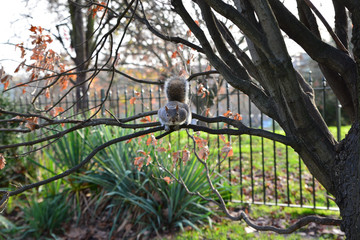 squirrel on tree