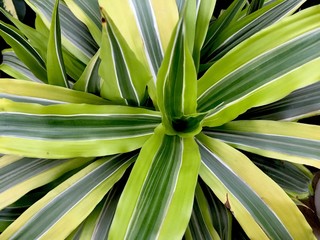 Obraz premium green and light green long leaves