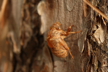 Cigarra