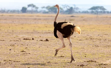 Fotobehang Struisvogel Een struisvogel rent, op safari in Kenia