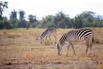 Some zebras are eating grass in the savannah in Kenya