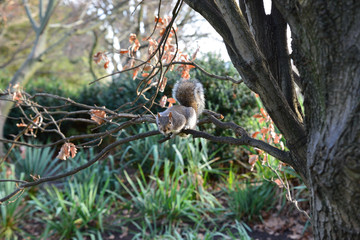 squirrel on tree