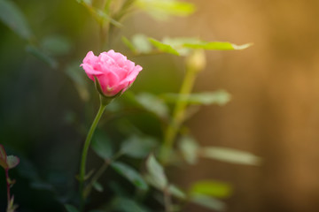 Beautiful pink rose flower in a garden