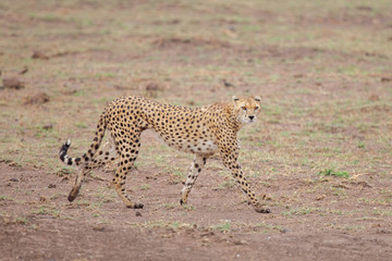 Fototapeta na wymiar Gepard is watching you, safari in Kenya