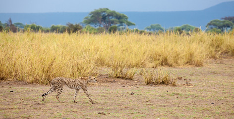 a gepard is going in the grassland in Kenya © 25ehaag6