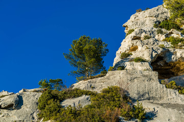 Arbre sur terre aride dans les Alpilles.