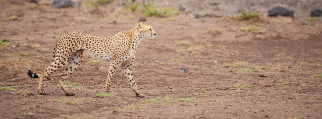 a gepard in the savannah of Kenya  © 25ehaag6