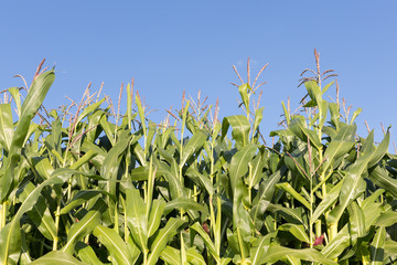 Dutch maize field with blue sky background
