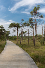 Wooden pathway through wetland with trees